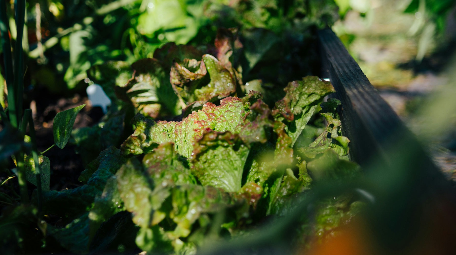 What is climate-conscious garden design?