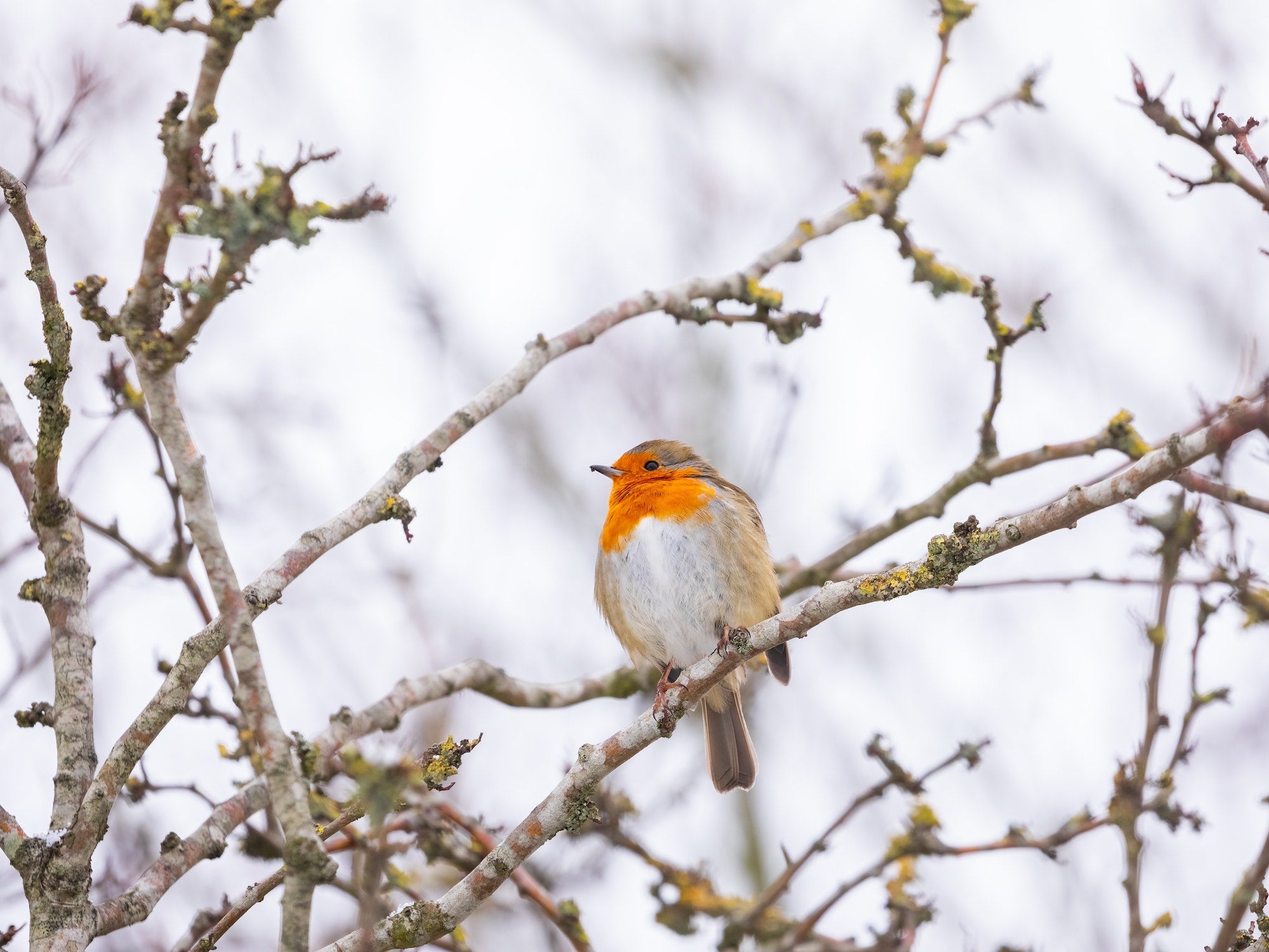 How can we help the wildlife in our gardens this winter? – Lazy Susan