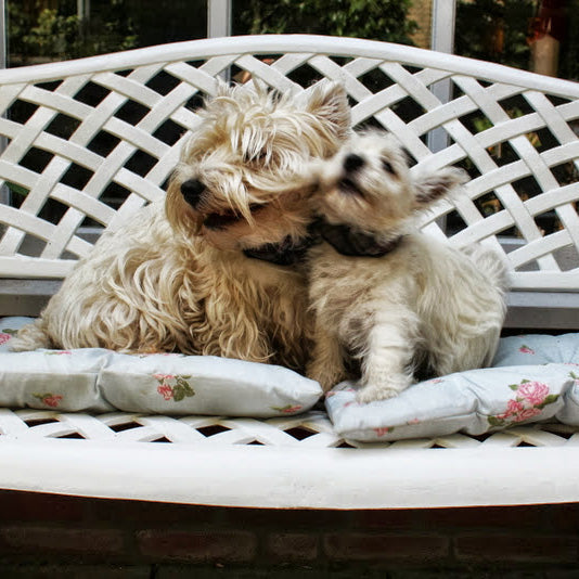 Jasmine-bench-SS_dogs_dog_3star_001.jpg