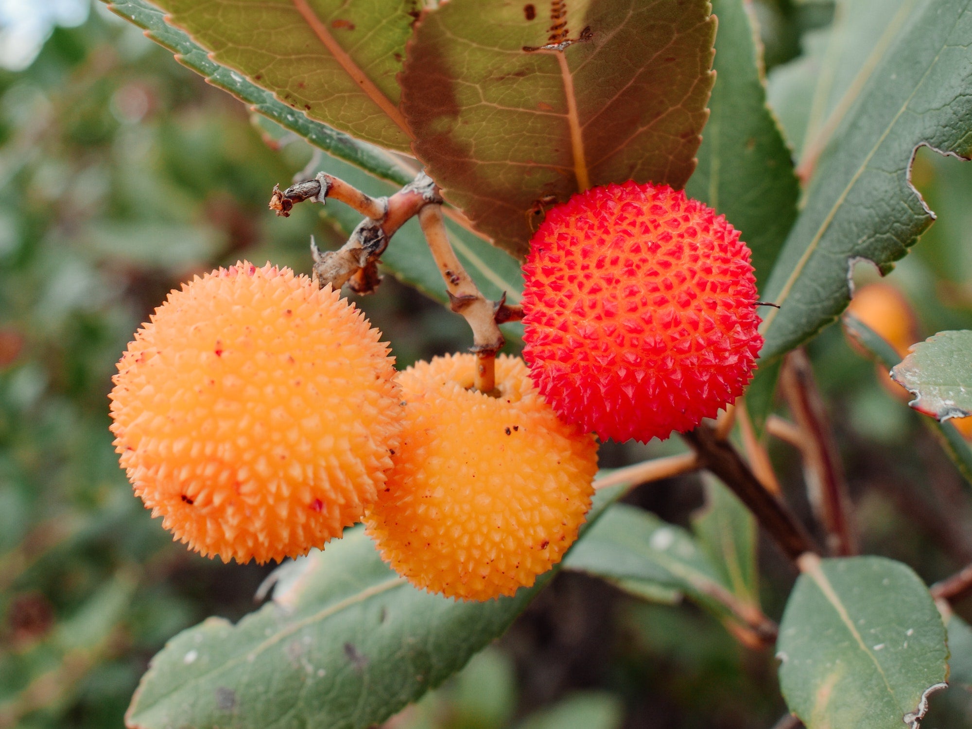 The Garden Ninja shares his perfect trees and shrubs for year-round in ...