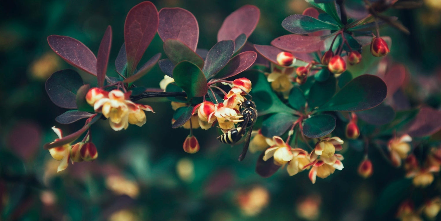 How do I keep wasps away when eating outdoors in the UK?