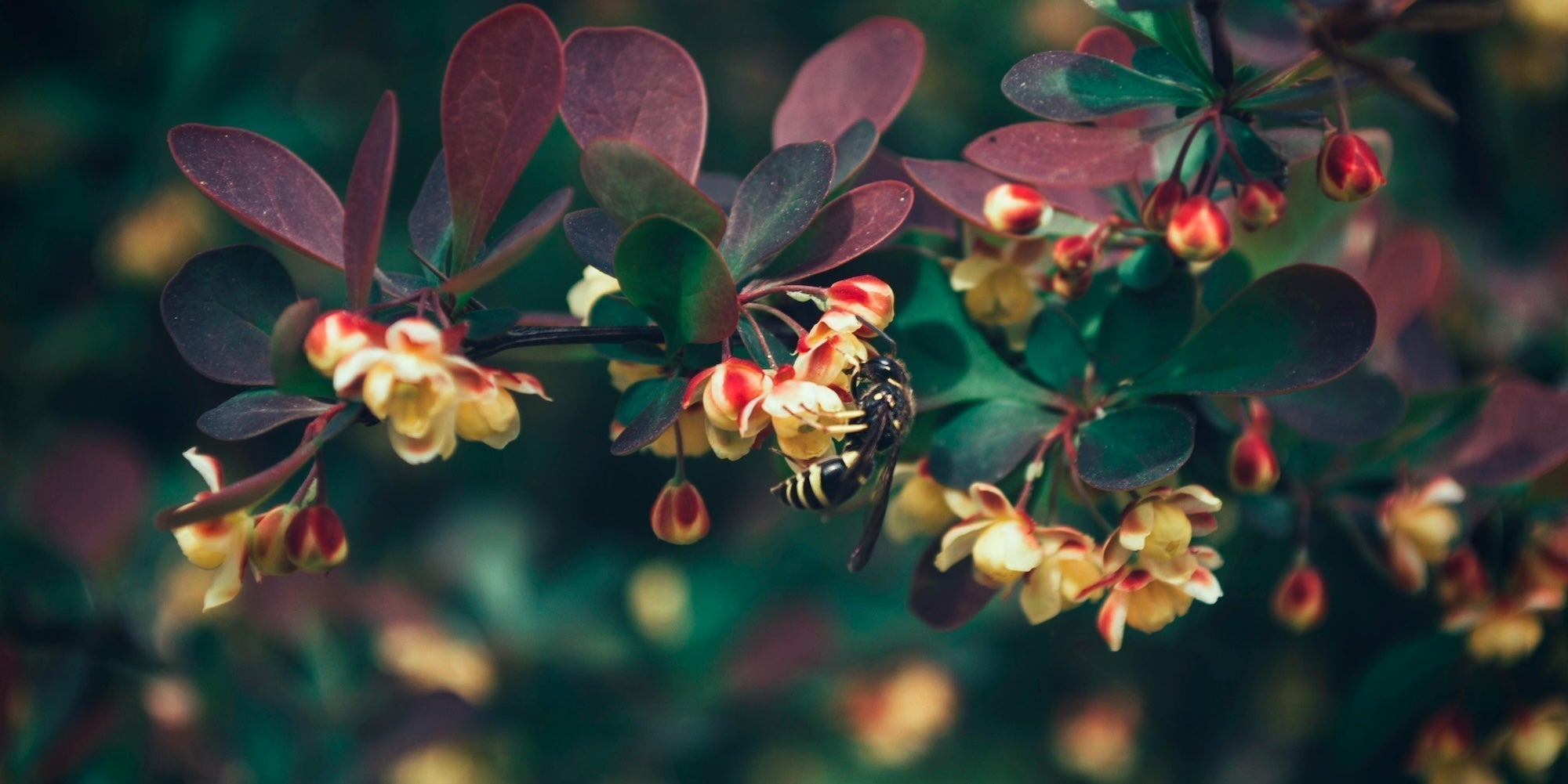 How do I keep wasps away when eating outdoors in the UK?