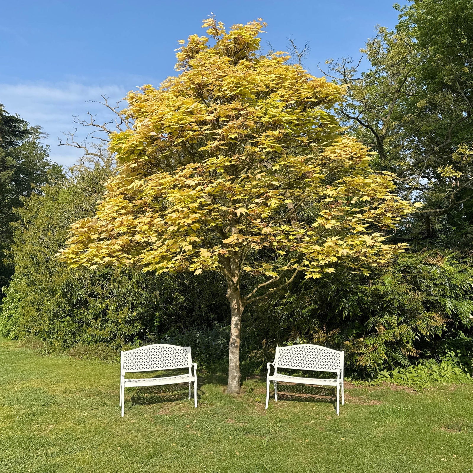 July Bench Set - White