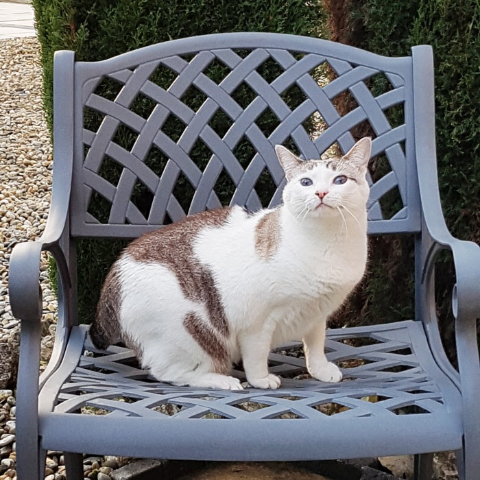 Kate-Chair-SL_cat_pets_3star_002_compressed.jpg