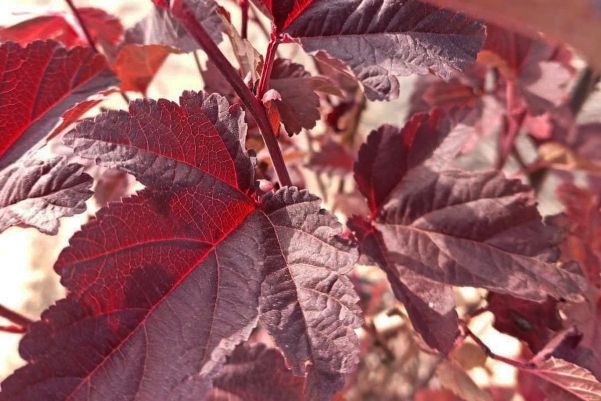 Physocarpus opulifolius 'Red Baron'