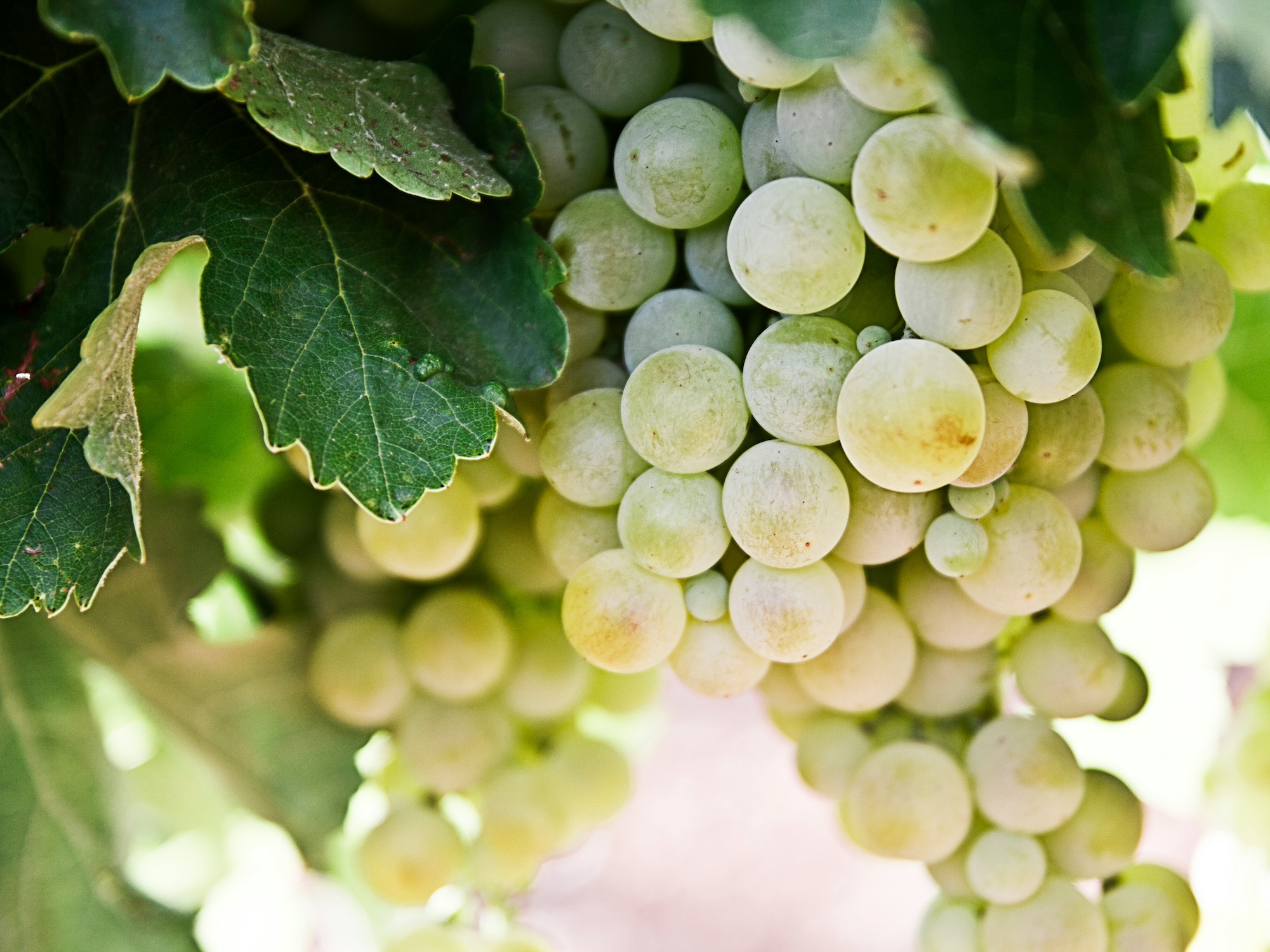 Grape Vines (Vitis vinifera)