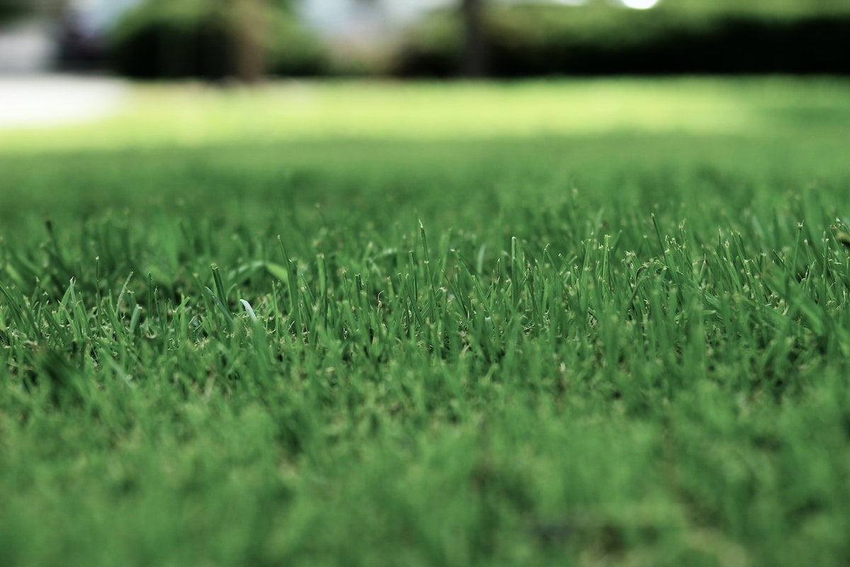 Get your lawn ready for summer | Feed it