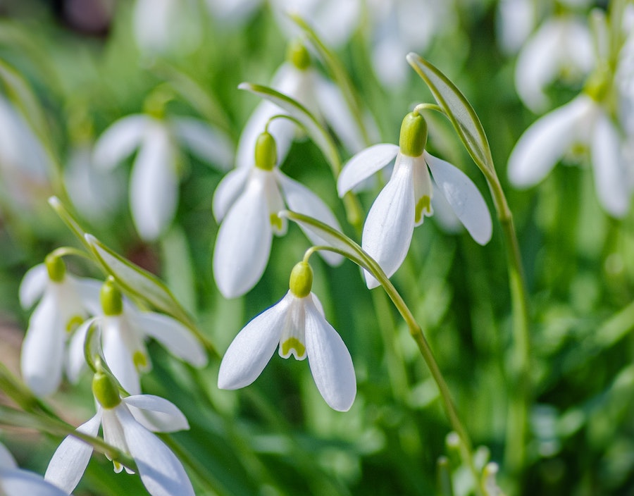 Our favourite spring-flowering bulbs | Snowdrop