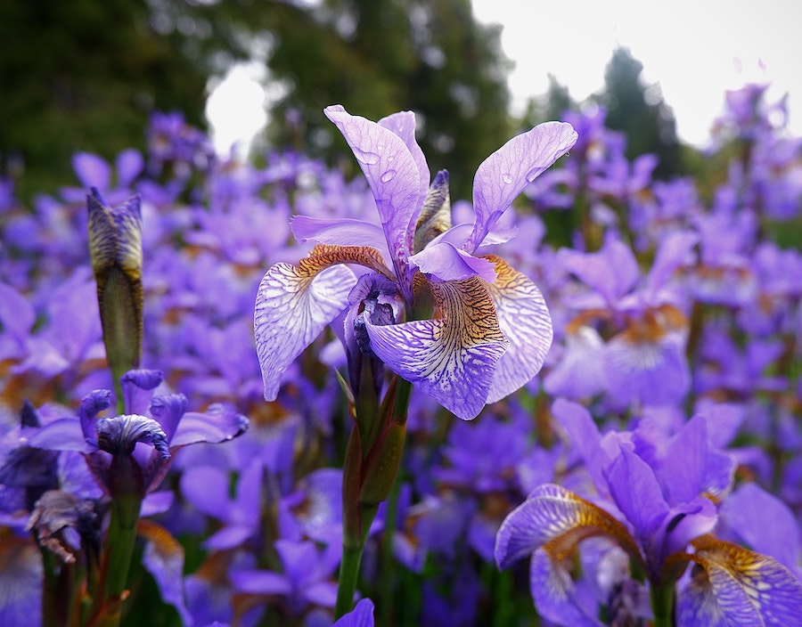 Our favourite spring-flowering bulbs | Iris