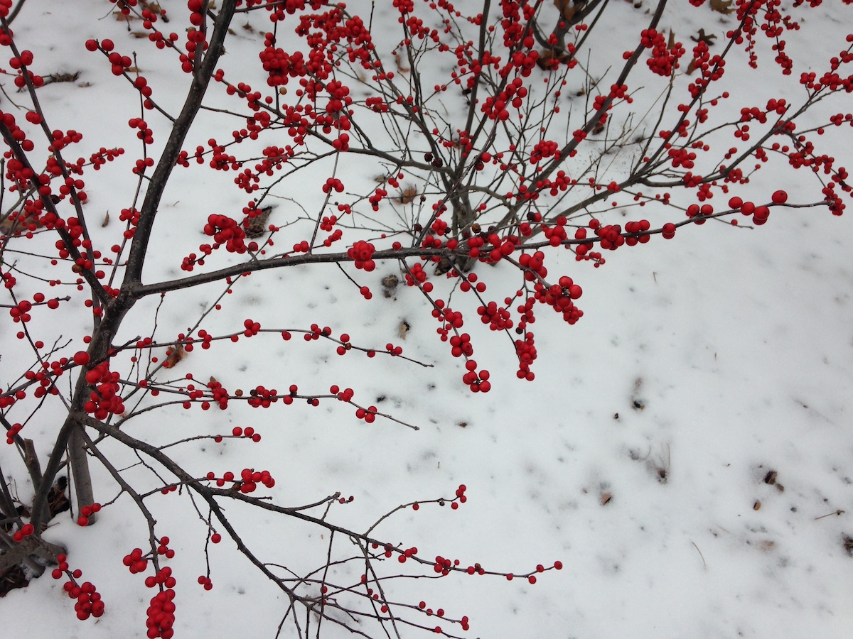 Winterberry Hedge (Ilex verticillata)
