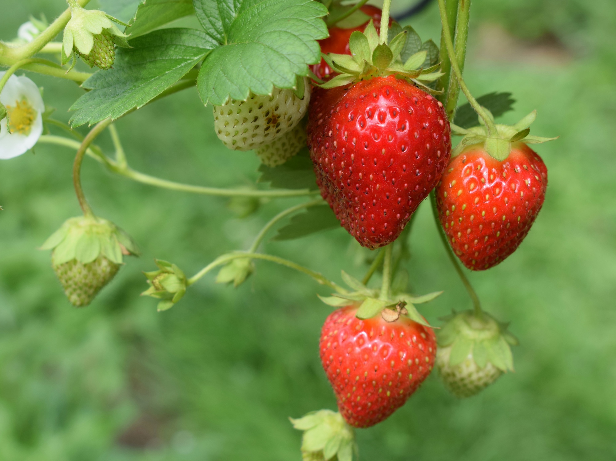 Strawberries (Fragaria spp.)