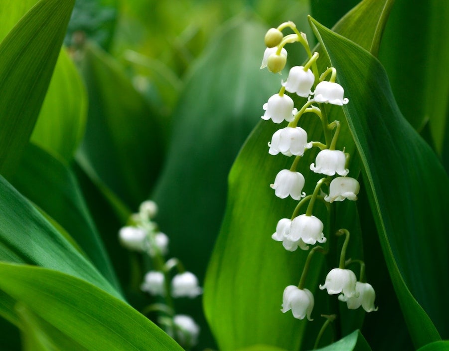 Our favourite spring-flowering bulbs | Lily of the Valley
