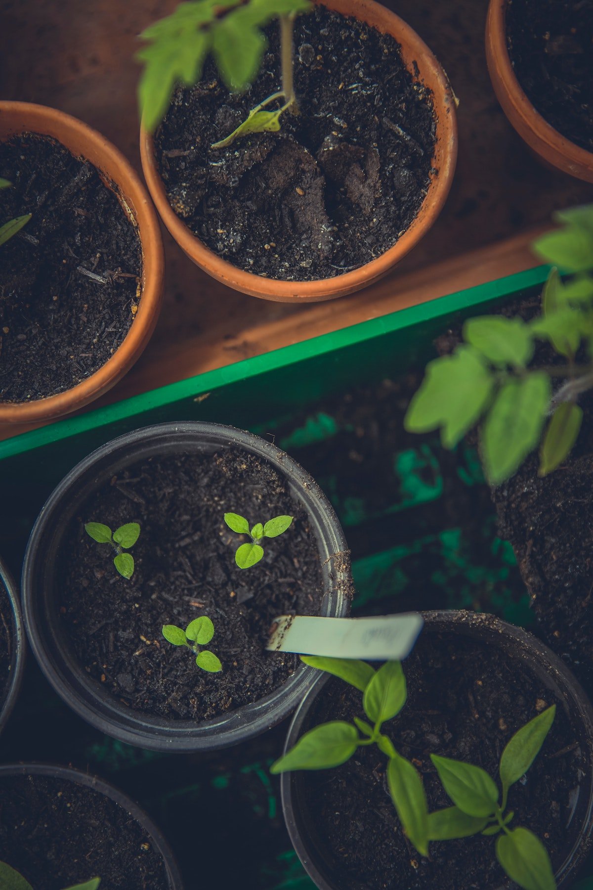 Sustainable gardening tips and ideas | Avoid single-use plastics