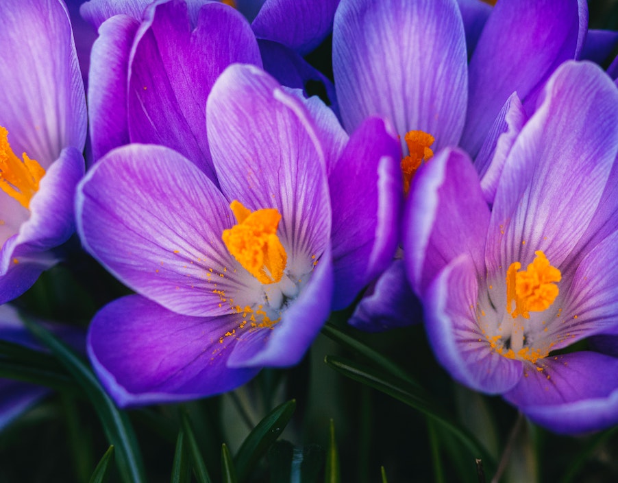 Our favourite spring-flowering bulbs | Crocus