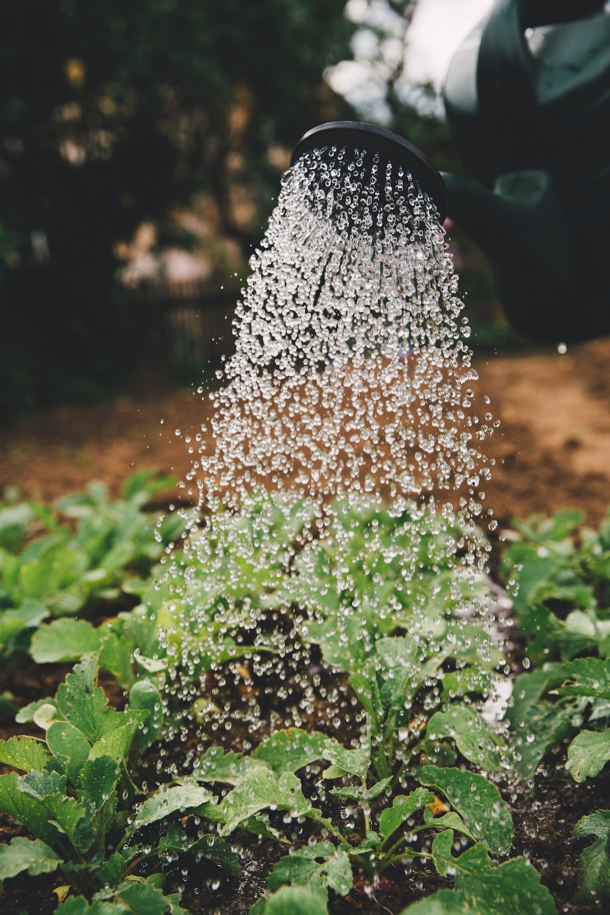Sustainable gardening tips and ideas | Conserve water