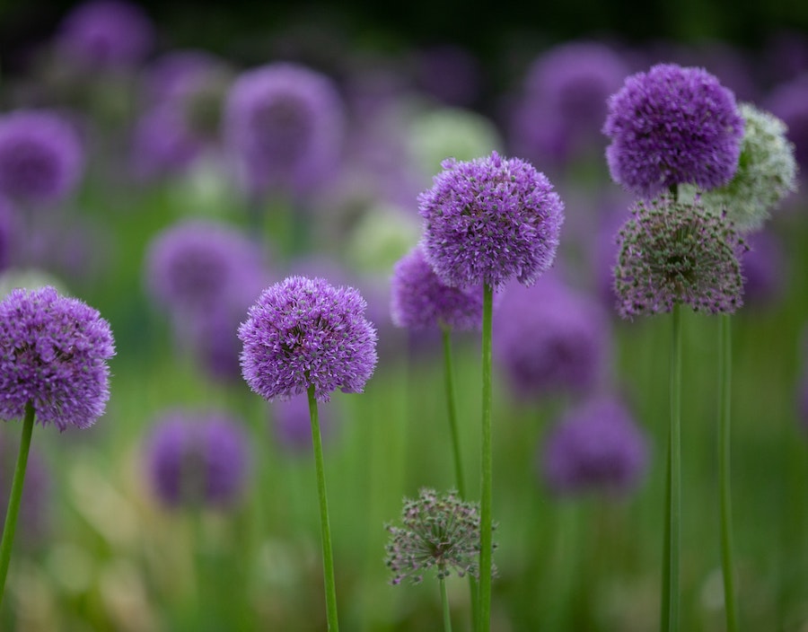 Our favourite spring-flowering bulbs | Allium