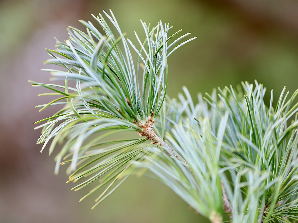 Japanese White Pine (Pinus templehof)