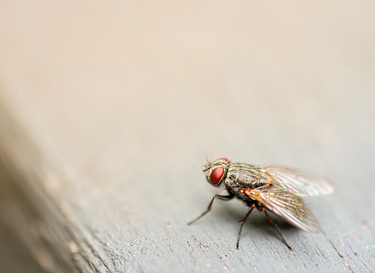 How to keep pests away from your garden furniture