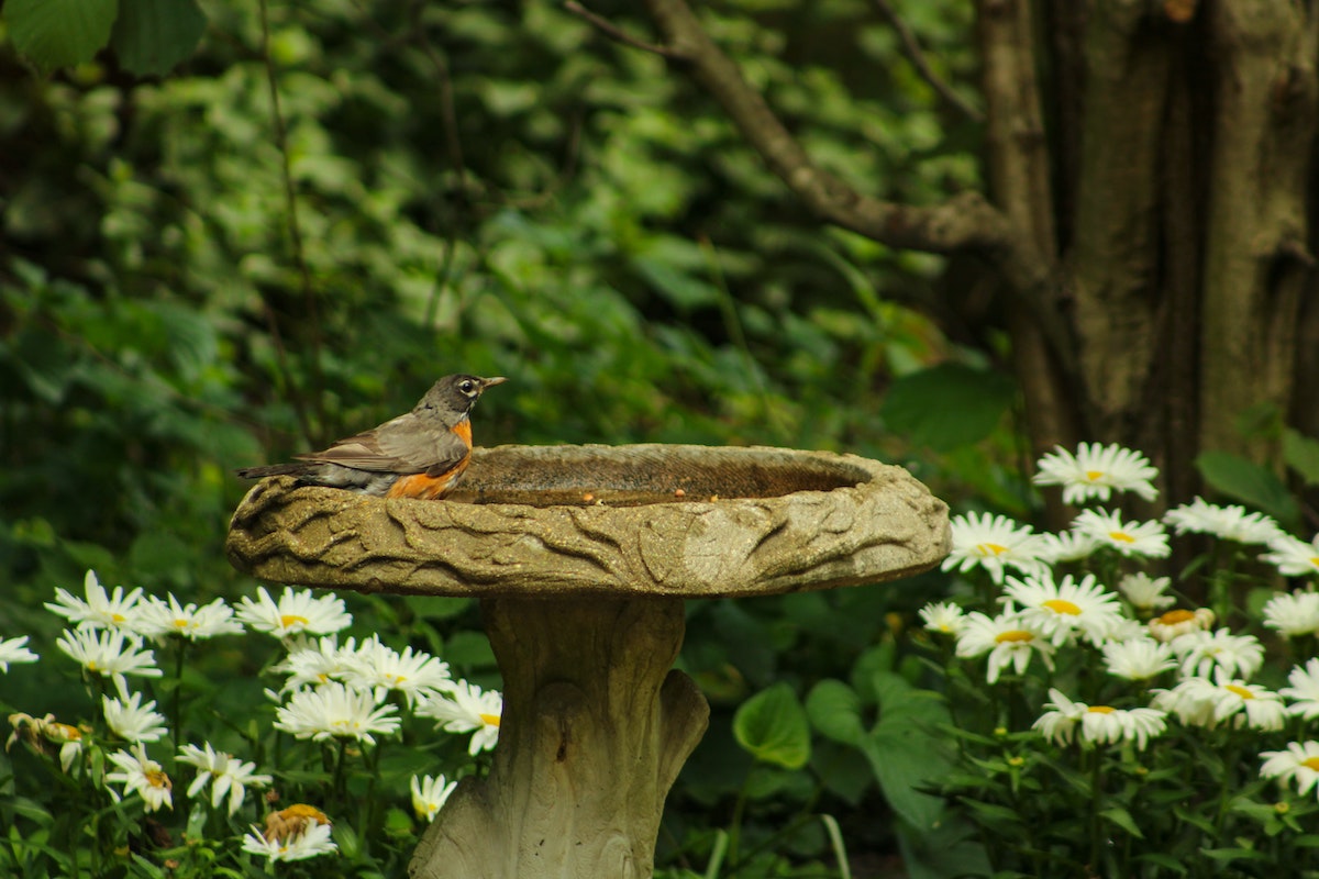 Top up bird baths and provide water