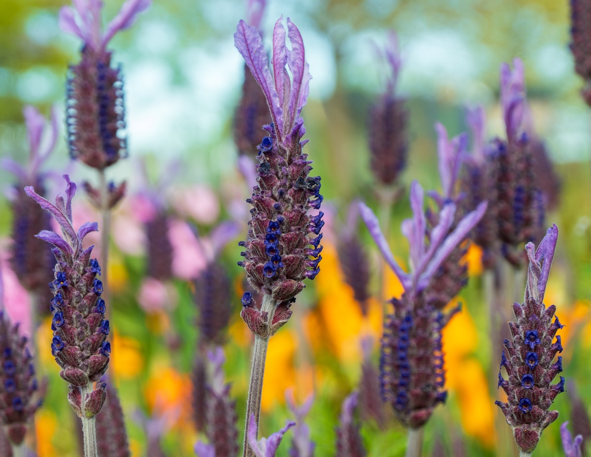 French Lavender - Lavandula stoechas from Hedges Direct