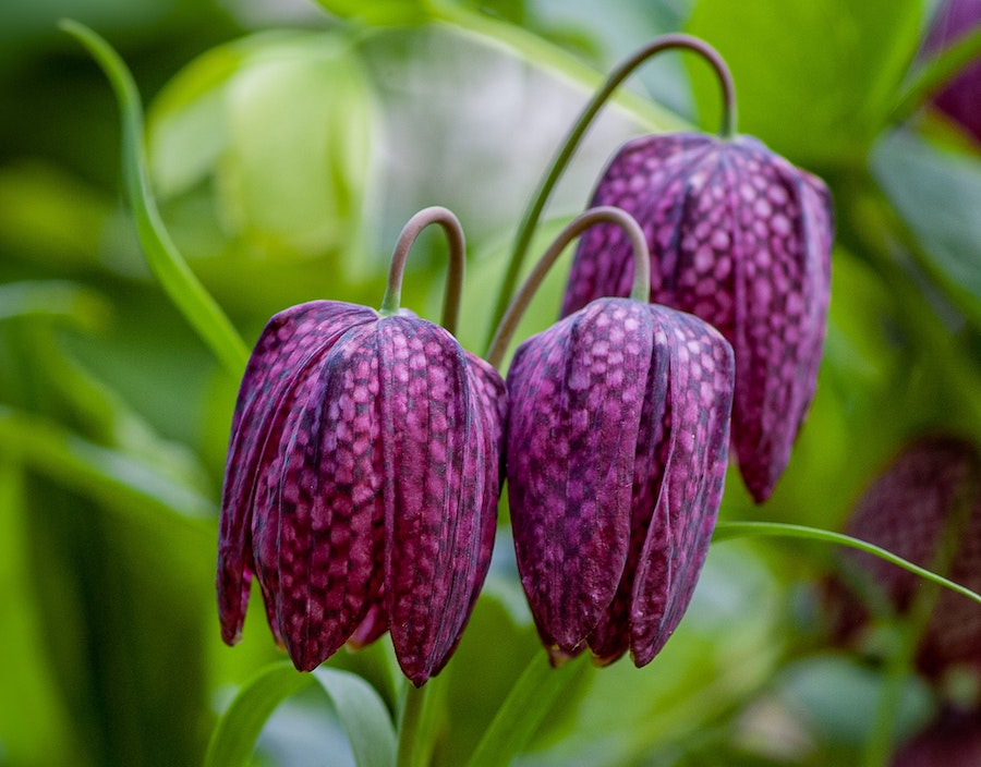 Our favourite spring-flowering bulbs | Fritillary
