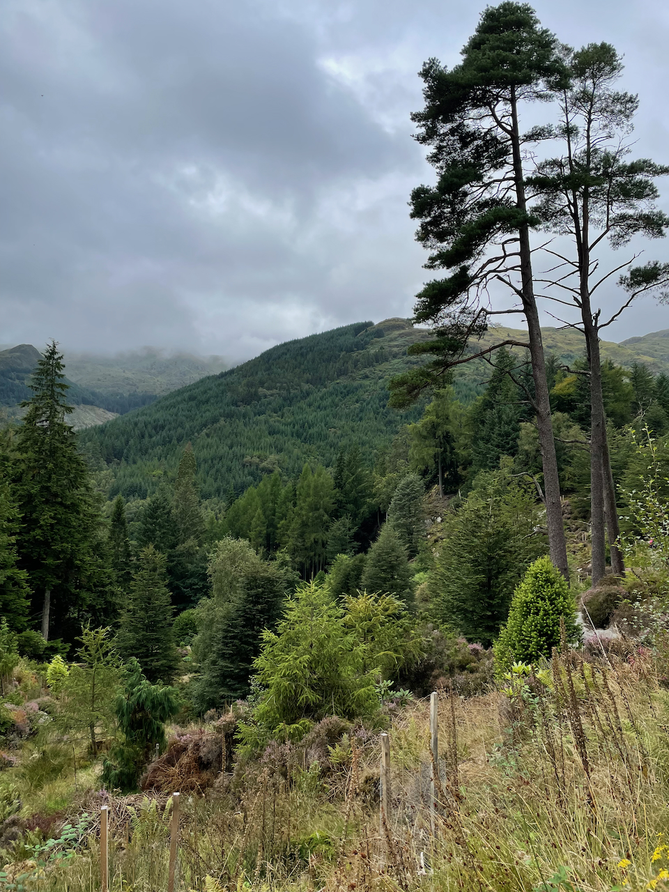 The Chilean Rainforest at Benmore (Copyright of The Garden Ninja)