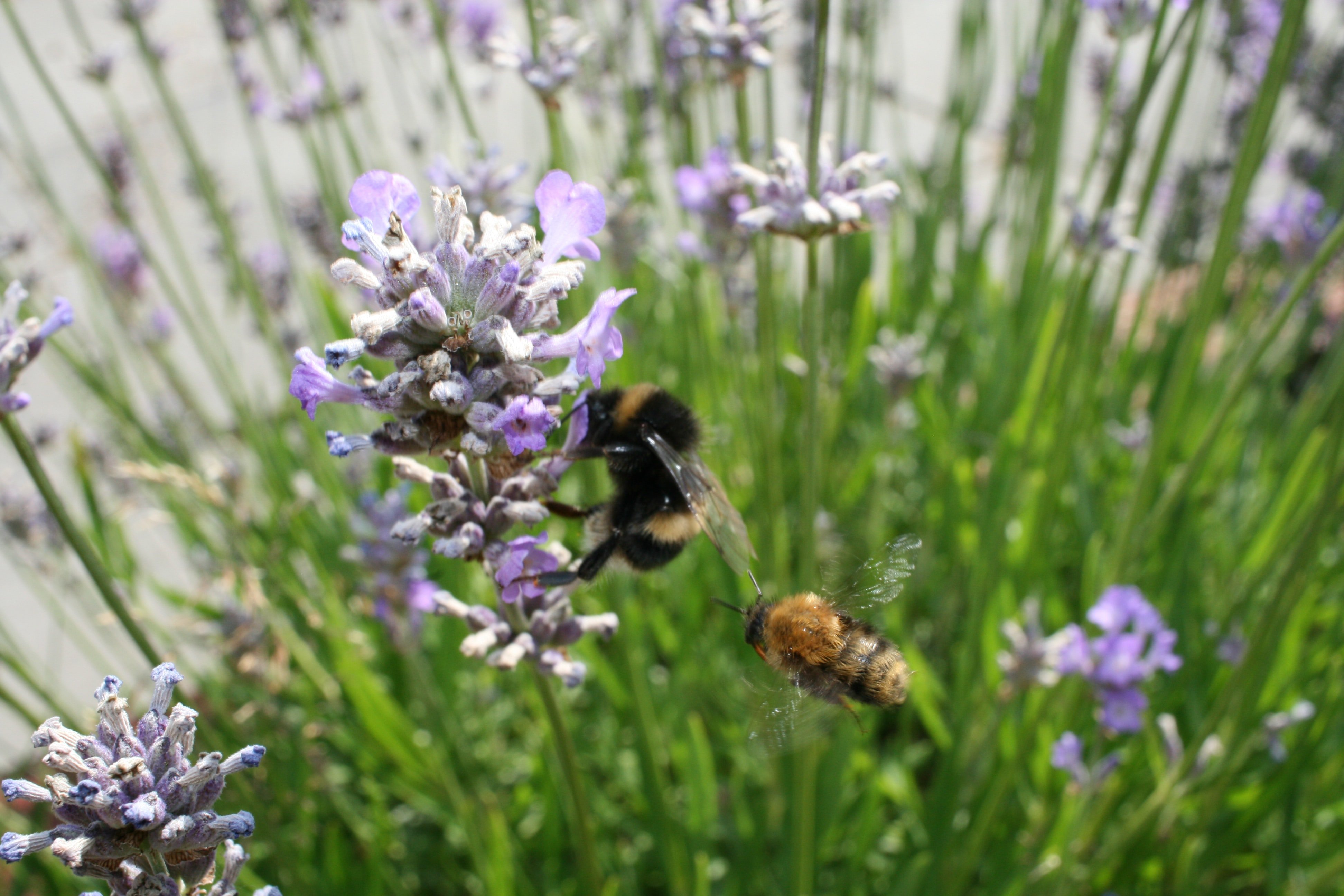Provide plants for honeybees