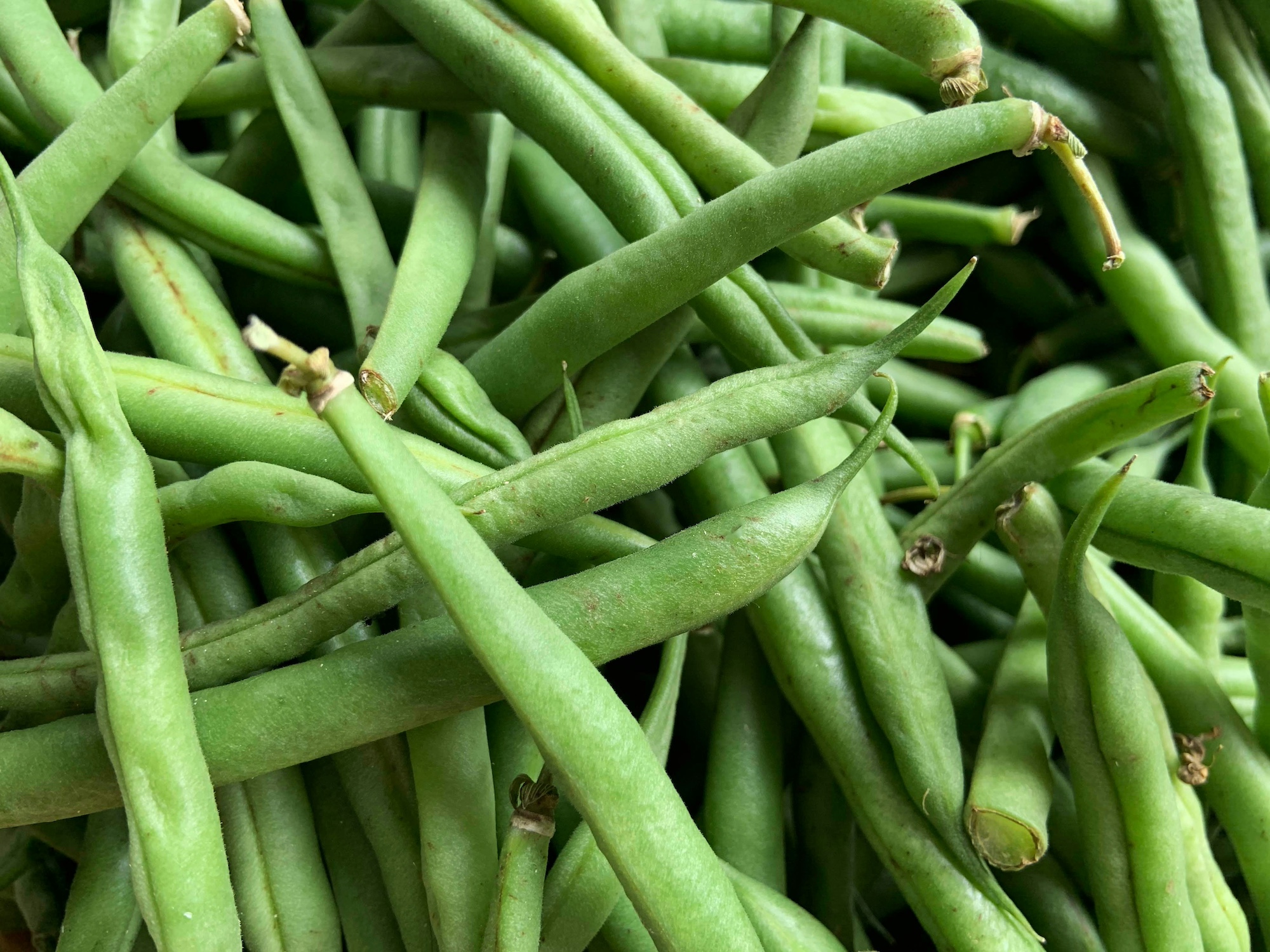 Dwarf Beans (Phaseolus vulgaris)