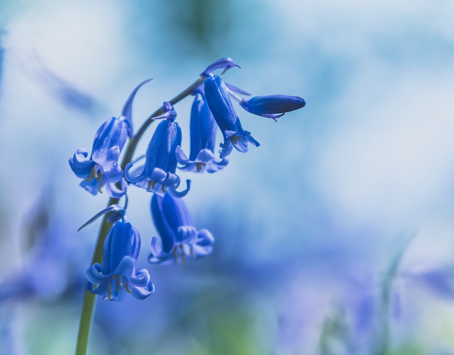 Our favourite spring-flowering bulbs | Bluebell