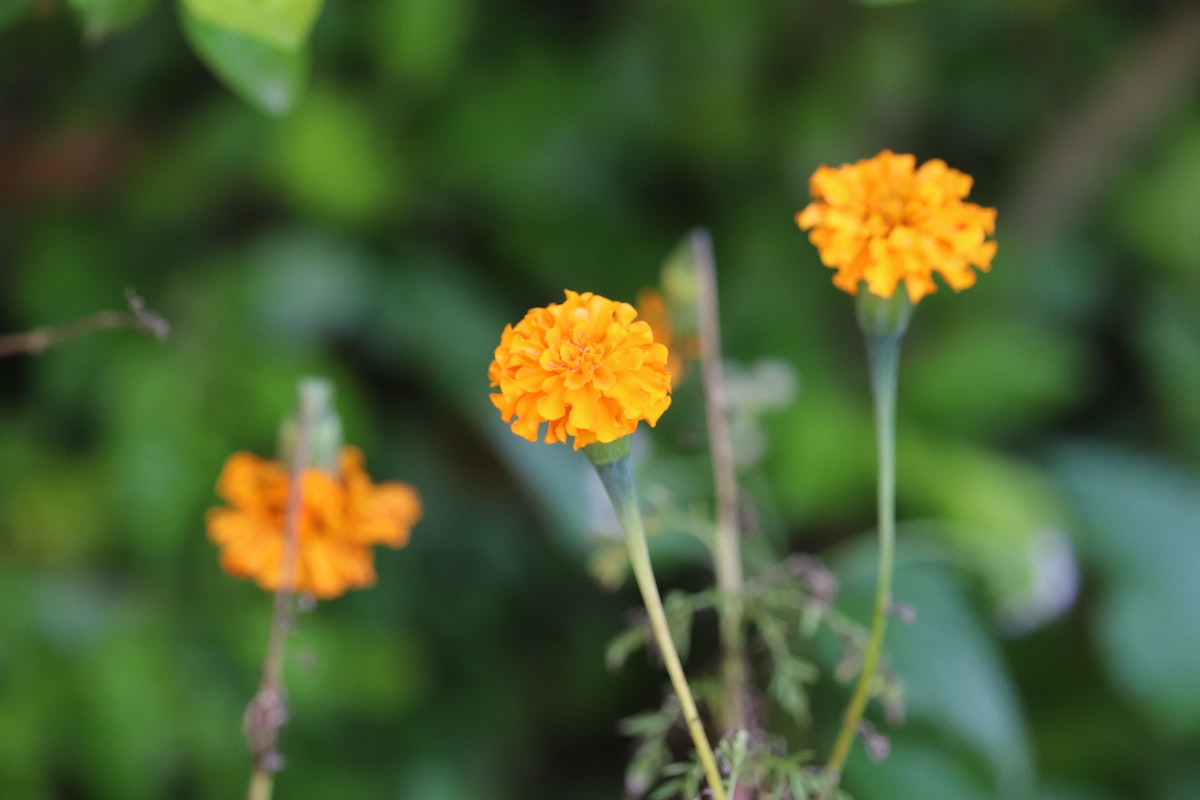 French marigolds (Tagetes patula)