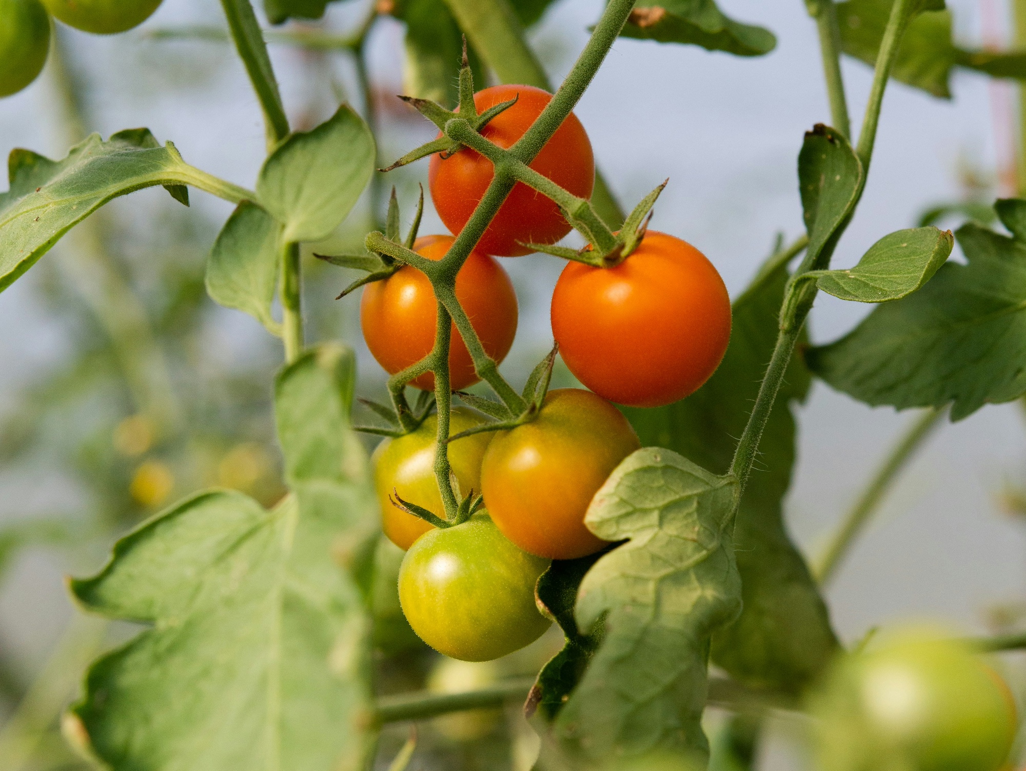 Cherry Tomatoes (Solanum lycopersicum)