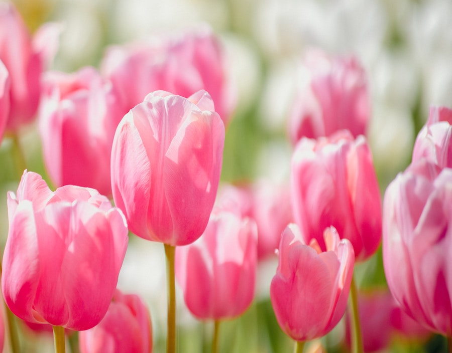 Our favourite spring-flowering bulbs | Tulip